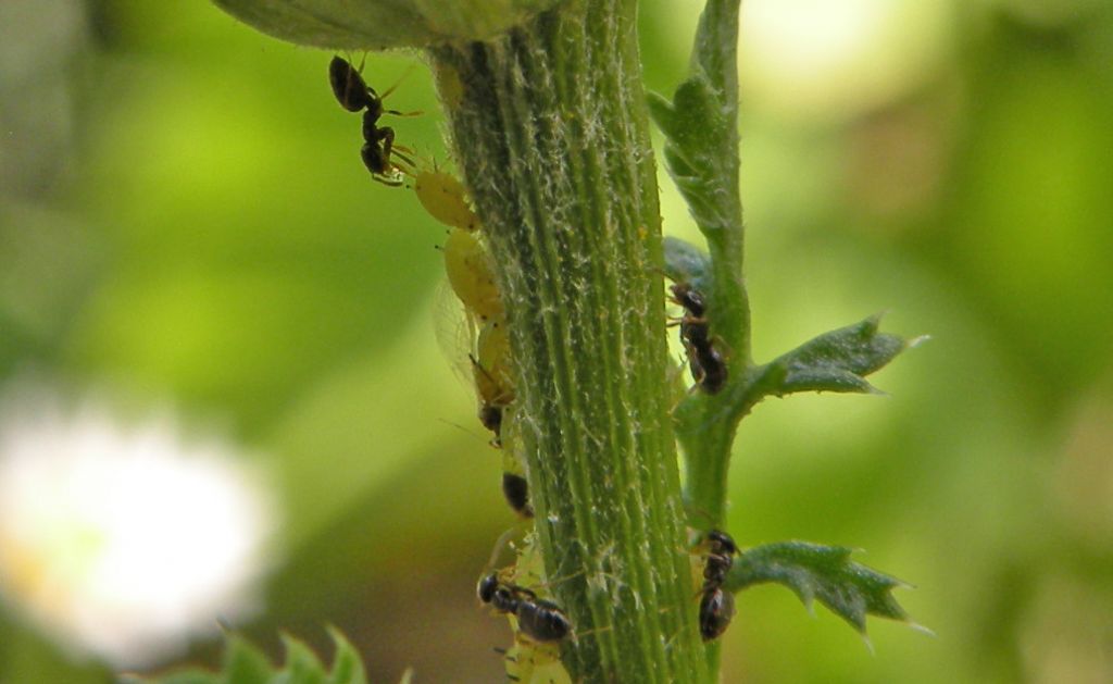 Forse non sono Plagiolepis... e invece s, P. pygmaea